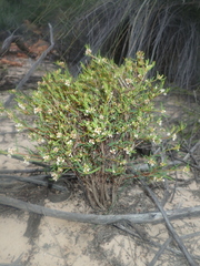 Monotaxis bracteata