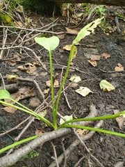 Alisma plantago-aquatica
