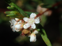 Monotaxis bracteata