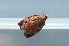 Sycacantha