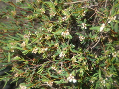 Monotaxis bracteata