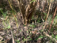 Pterostylis pedunculata