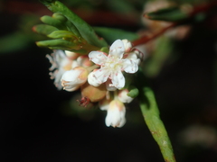 Monotaxis bracteata