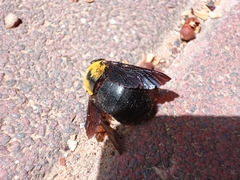 Xylocopa pubescens