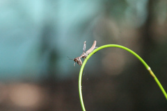 Mantispidae