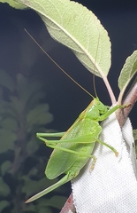 Tettigonia cantans