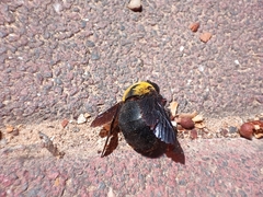 Xylocopa pubescens