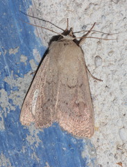 Mythimna ferrago