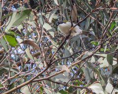 Melithreptus lunatus
