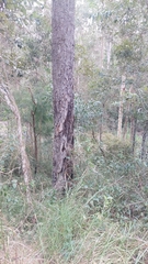 Eucalypteae
