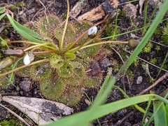 Drosera whittakeri