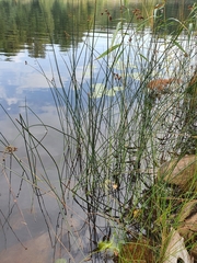 Schoenoplectus lacustris