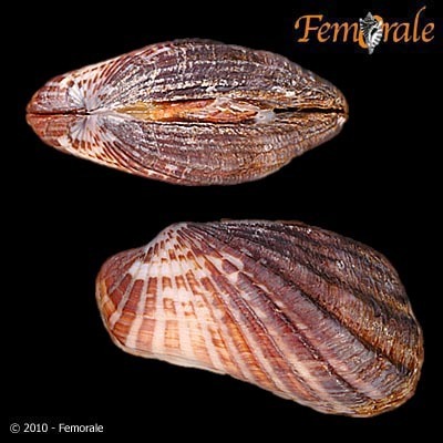 Similar Cardita Shell