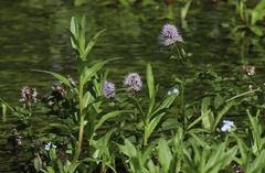 Mentha aquatica