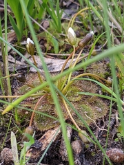 Drosera whittakeri