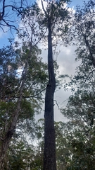 Eucalypteae