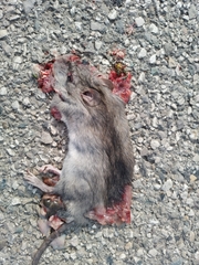 Rattus norvegicus