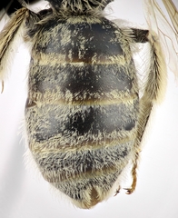 Halictus pollinosus