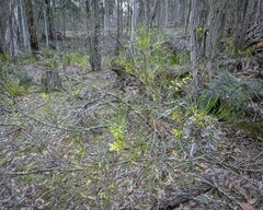 Acacia mucronata longifolia