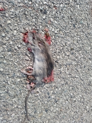 Rattus norvegicus