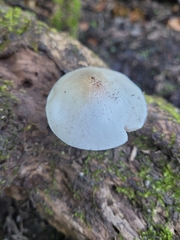 Pluteus petasatus