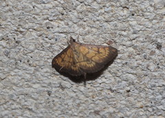 Ecpyrrhorrhoe rubiginalis