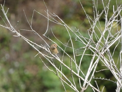 Passerina cyanea