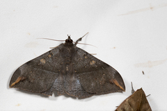 Ischyja ferrifracta