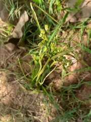 Croton bonplandianus