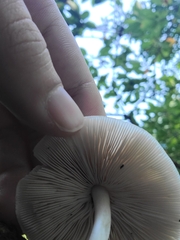 Pluteus petasatus
