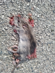 Rattus norvegicus