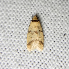 Heteroteucha anthodora