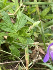 Geranium collinum