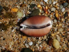 Lyncina vitellus