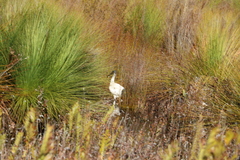 Threskiornis molucca