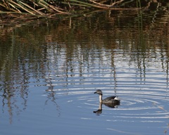 Poliocephalus poliocephalus