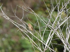 Passerina cyanea
