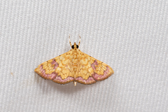Isocentris filalis