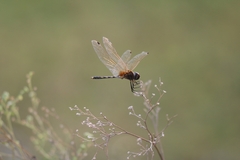 Trithemis pallidinervis