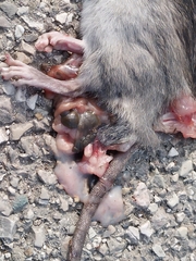 Rattus norvegicus