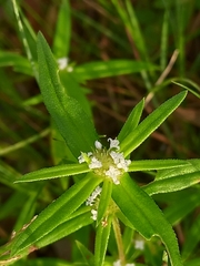 Spermacoce pusilla