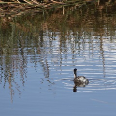 Poliocephalus poliocephalus