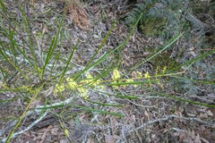 Acacia mucronata longifolia
