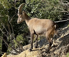 Capra ibex