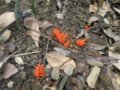 Clavulinopsis