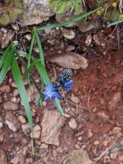 Caesia calliantha