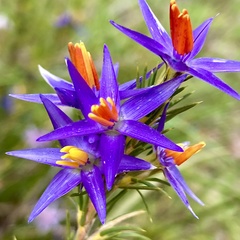 Calectasia