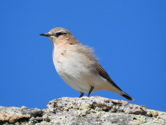 Oenanthe isabellina