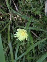 Schlagintweitia intybacea