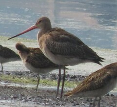 Limosa limosa